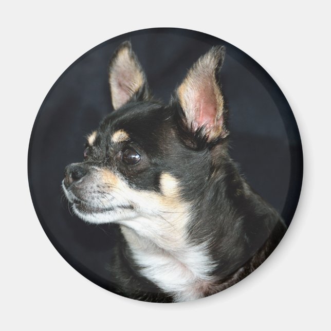 Kärlek Chihuahuas Magnet (Framsidan)
