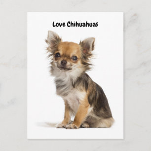 Kärlek Chihuahuas Vykort
