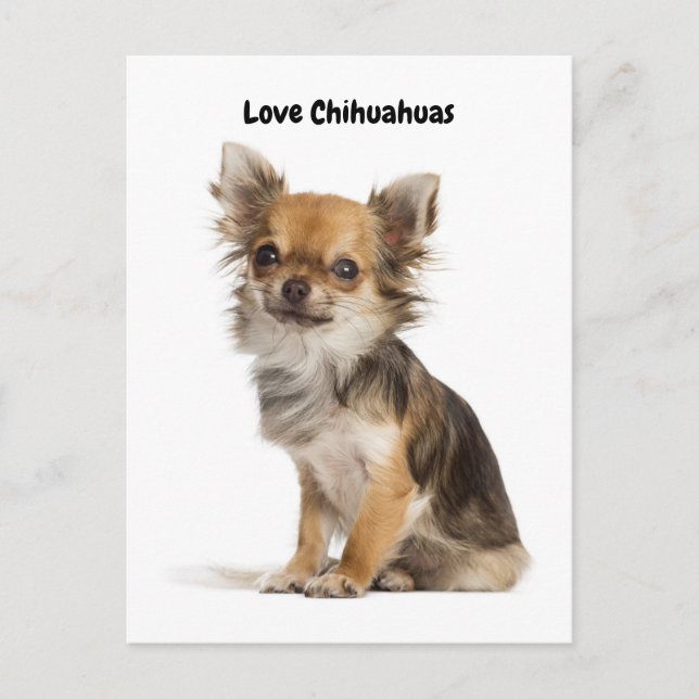 Kärlek Chihuahuas Vykort (Framsida)