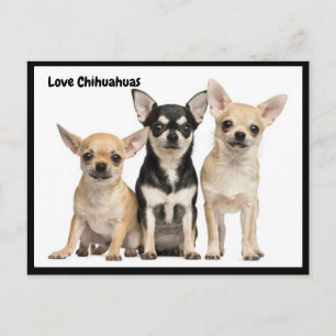 Kärlek Chihuahuas vykort