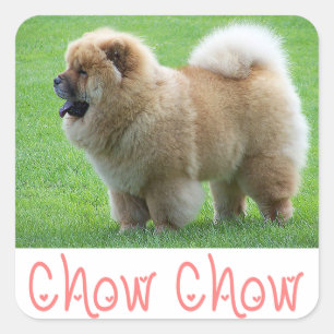 Kärlek Chow Chow Puppy Hund Hälsning Stickes Fyrkantigt Klistermärke