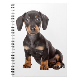 Kärlek Dachshund Puppy Black & Tan Hund Anteckningsbok
