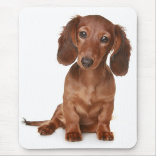 Kärlek Dachshund Puppy Hund Computer Mousepad Musmatta