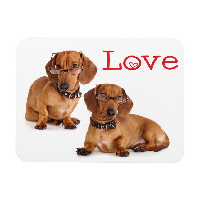 Kärlek Dachshund Puppy Hund Fridge Magnet (Horisontell)