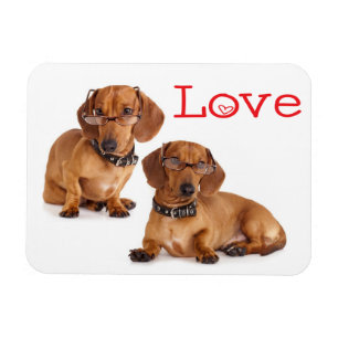 Kärlek Dachshund Puppy Hund Putge Magnet