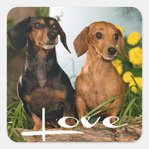 Kärlek Dachshund Puppy Hund Sticker/försegling Fyrkantigt Klistermärke