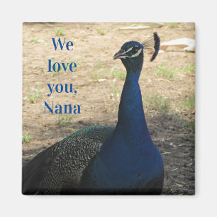 Kärlek Du Nana Blue Bird Feathers Photo Peacock Magnet