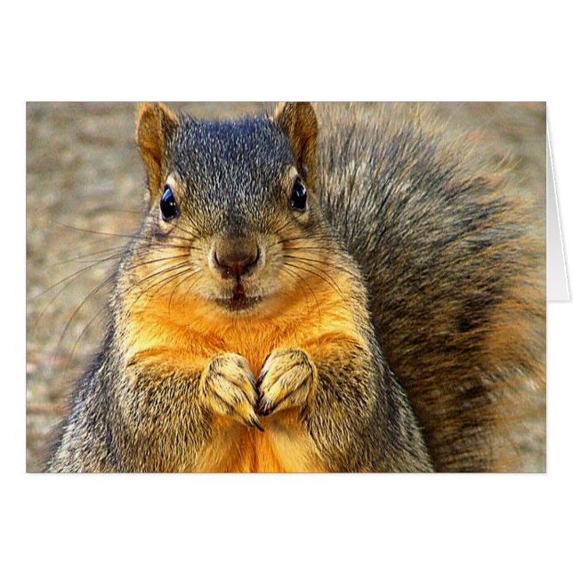 Kärlek Ekorre_ Hälsningskort (Framsidan Horizontal)