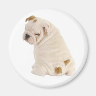 Kärlek (engelska bulldog Puppy Hund Magnet) Magnet