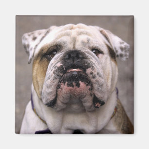 Kärlek (engelska bulldog Puppy Hund Magnet) Magnet