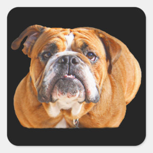 Kärlek English Bulldog Hund Ansikte - Brown Mascot Fyrkantigt Klistermärke