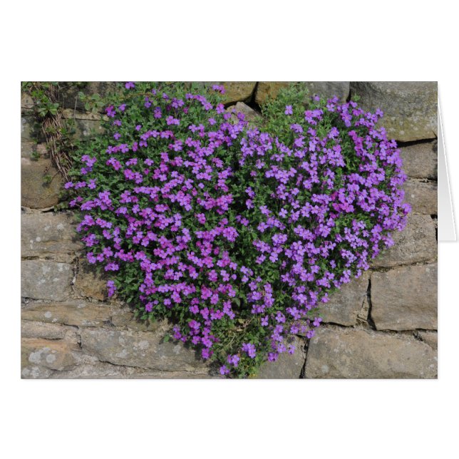 Kärlek Flowers: Yorkshire 'Wall-Flowers' Hälsningskort (Framsidan Horizontal)