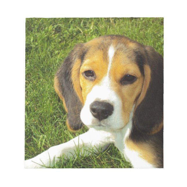 Kärlek för fred för djur för Beaglehundhusdjur Anteckningsblock (Framsida)