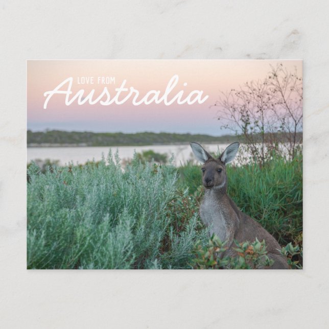 Kärlek från Australien Kangaroo Sunset Sjö vykort (Framsida)