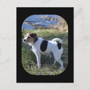 Kärlek Från Hunden av Janz Jack Russell Vykort