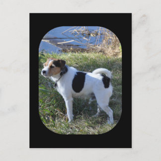 Kärlek Från Hunden av Janz Jack Russell Vykort