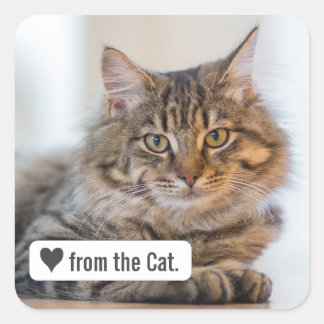 Kärlek från Katt med Heart Square-kuvertmärke Fyrkantigt Klistermärke