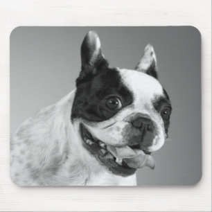 Kärlek Fransk Bulldog Puppy Hund Black and White Musmatta