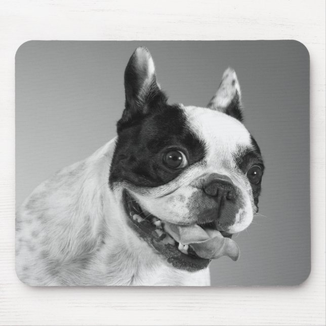 Kärlek Fransk Bulldog Puppy Hund Black and White Musmatta (Framsidan)