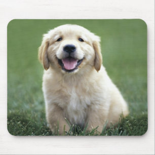 Kärlek Golden Retriever Puppy Hund Gräs Musmatta