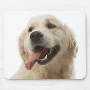 Kärlek Golden Retriever Puppy Hund Porträtt Mous Musmatta