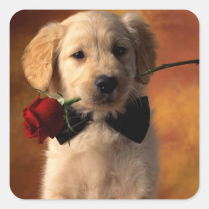 Kärlek Golden Retriever Puppy Hund Stickers Fyrkantigt Klistermärke