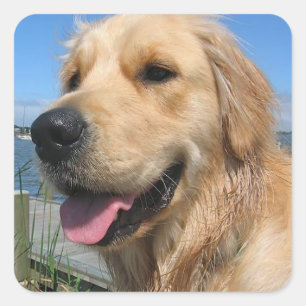 Kärlek Golden Retriever Puppy Hund Stickers Fyrkantigt Klistermärke