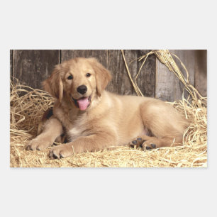 Kärlek Golden Retriever Puppy Hund Stickers Rektangulärt Klistermärke