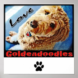 Kärlek Goldendoodles Poster