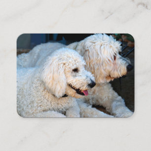 Kärlek Goldendoodles Visitkort