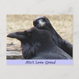 Kärlek Grand Ravens i kärlek vykort
