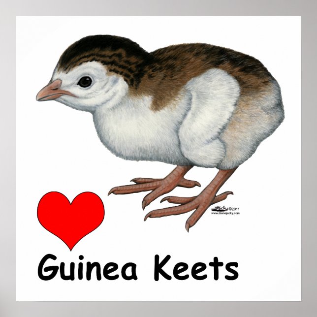 Kärlek Guinea Keets Poster (Framsidan)