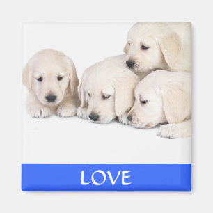 Kärlek Gult Labrador Retreiver-valpar Magnet
