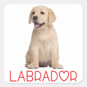 Kärlek Gult Labrador Retriever Puppy Hund Stickers Fyrkantigt Klistermärke