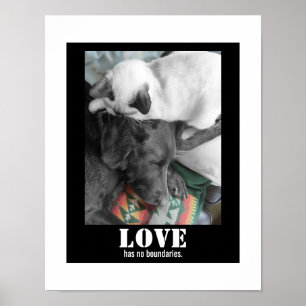 Kärlek Har Inga Gränser Katt Hund Fotografiet Poster