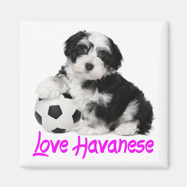 Kärlek Havanese Puppy Hund Magnet (Framsidan)