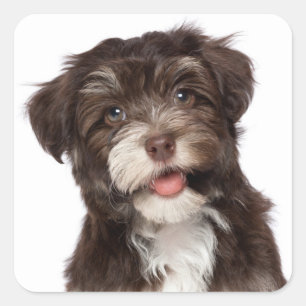 Kärlek Havanese Puppy Hund Stickers Seal Fyrkantigt Klistermärke