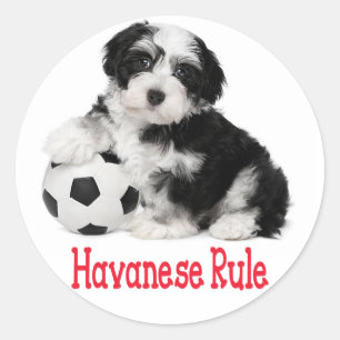 Kärlek Havanese Puppy Hund Stickers Seal Runt Klistermärke