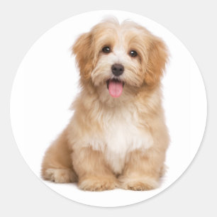 Kärlek Havanese Tan Puppy Hund Hej Runt Klistermärke