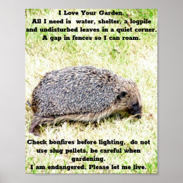 Kärlek Hedgehogs Poster