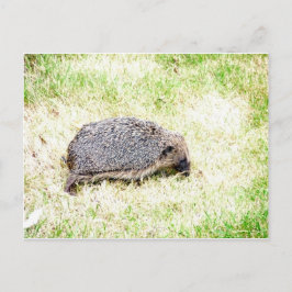 Kärlek Hedgehogs Vykort
