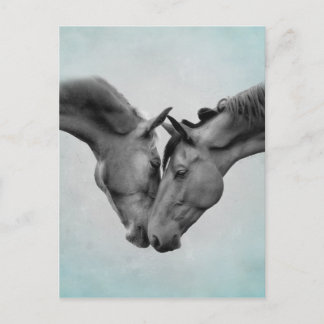 Kärlek Horses Vykort