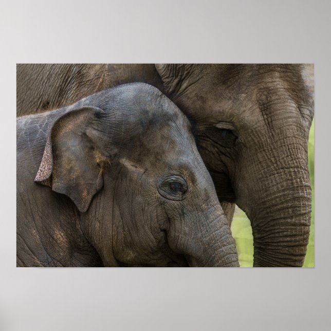 Kärlek i en elefant i Mor Poster (Framsidan)