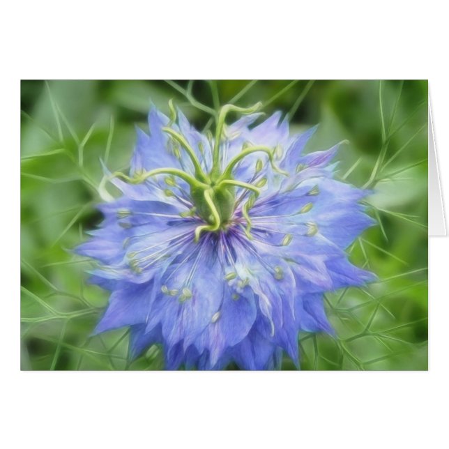 Kärlek i en mist - Nigella Damascena Hälsningskort (Framsidan Horizontal)