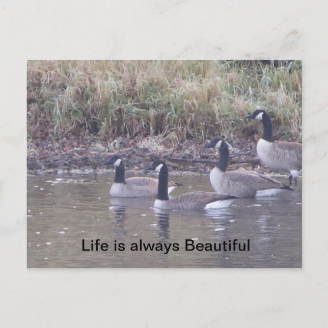 Kärlek i Nature Vykort (Framsida)