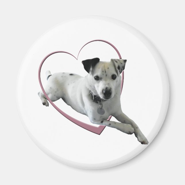 Kärlek Jack Russell Hund Gifts Magnet (Framsidan)