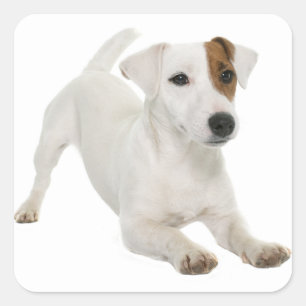 Kärlek Jack Russell Terrier Puppy Hund White Brow Fyrkantigt Klistermärke