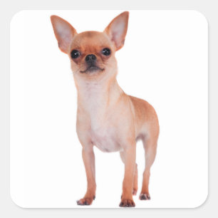 Kärlek Kort Hair Chihuahua Puppy Hund Fyrkantigt Klistermärke