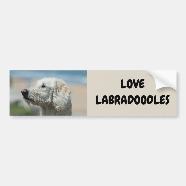 Kärlek Labradoodles Bildekal (Framsidan)