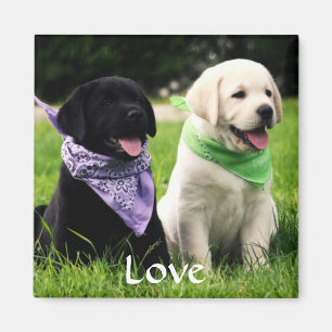 Kärlek Labrador Retriever-valpar, gyttje Magnet